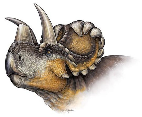 Un nuevo dinosaurio revela la evolución de los cuernos en los ‘Triceratops’