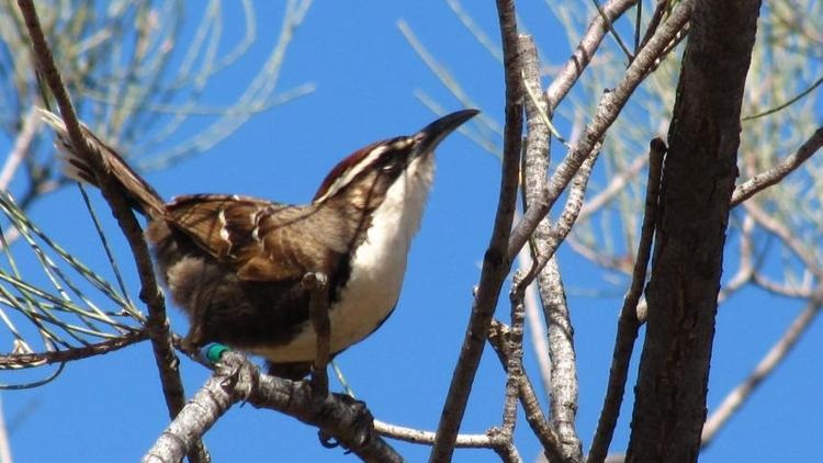 These ‘babbler’ birds could shed light on human language