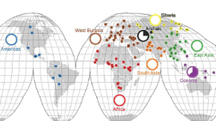 Genomic Elements Reveal Human Diversity