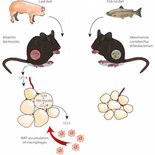 How Fats Influence the Microbiome