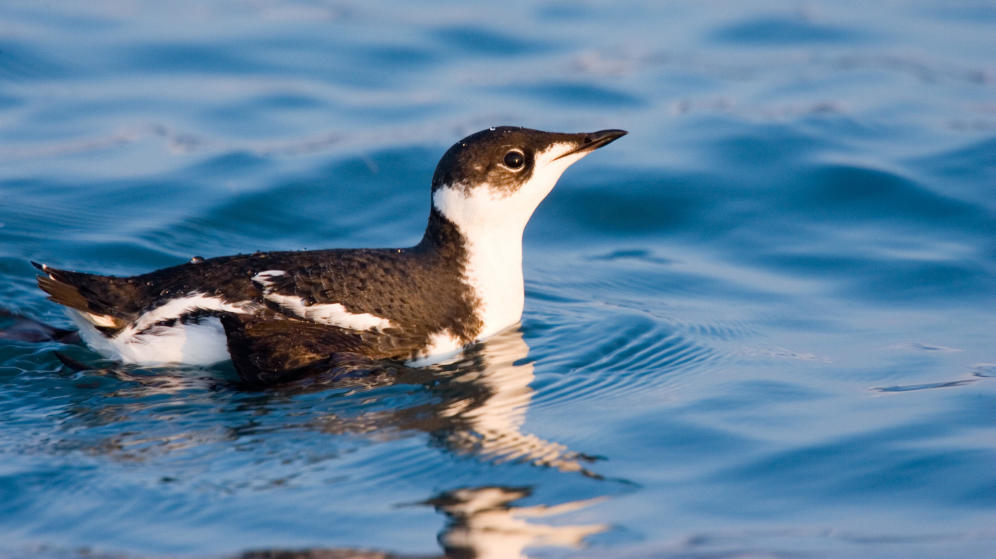 Este pájaro viaja 16.000 kilómetros cada año… sin motivo alguno