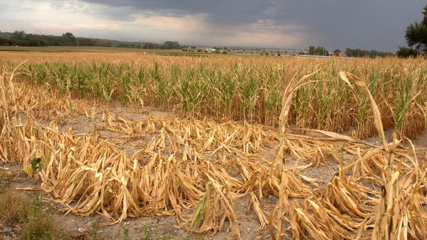 World food supply at growing risk from severe weather