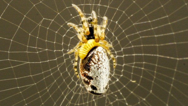 Wasps force zombie spiders to weave ‘cocoon’ webs