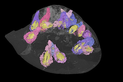 Fossil Inception: Researchers CT-Scanned a Fossil and Found More Fossils Inside