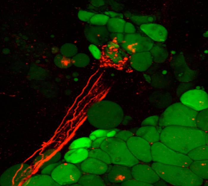 Gantza desegiten duen mekanismo neuronal bat aurkitu dute