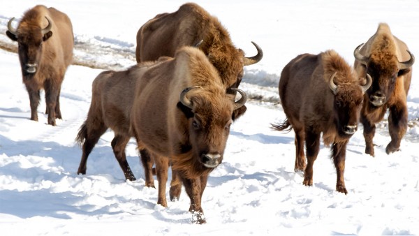 Why bison put their females in charge