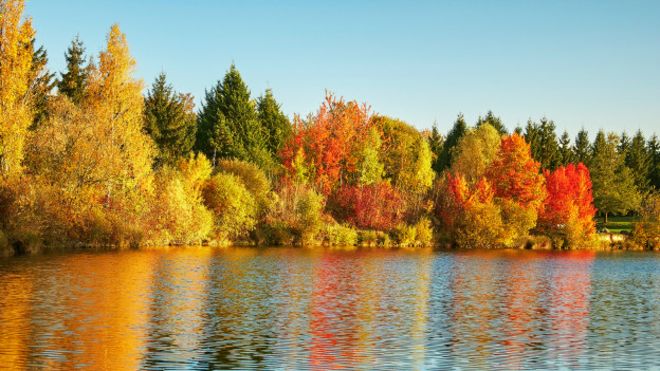 ¿Por qué las hojas de los árboles cambian de color en otoño?