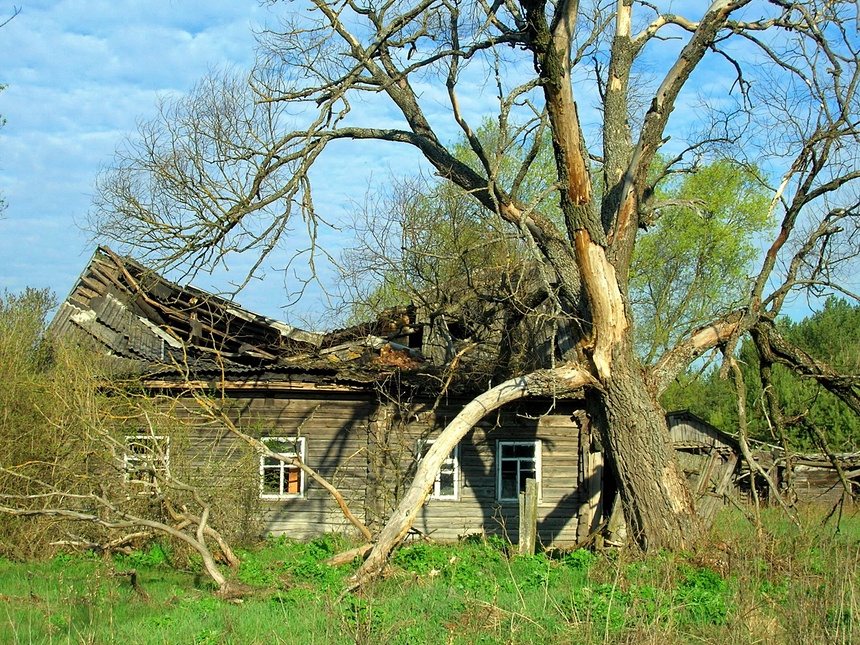 What happened to wildlife when Chernobyl drove humans out? It thrived