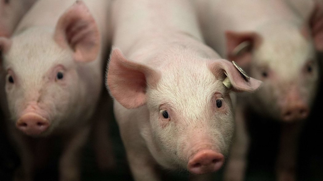 Editing of Pig DNA May Lead to More Organs for People