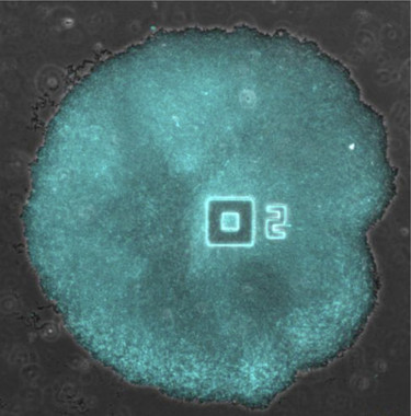 Descubierto el origen bacteriano de la comunicación entre neuronas