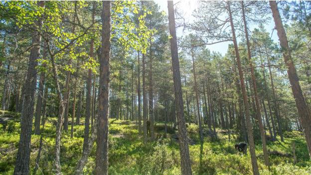 Cómo logró Noruega salvar sus bosques cuando estaban a punto de desaparecer