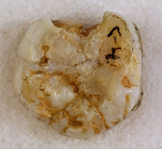 In a Tooth, DNA From Some Very Old Cousins, the Denisovans