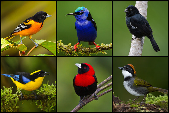 Las plumas vistosas no son solo cosa de machos