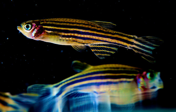 Los peces podrían tener emociones y conciencia