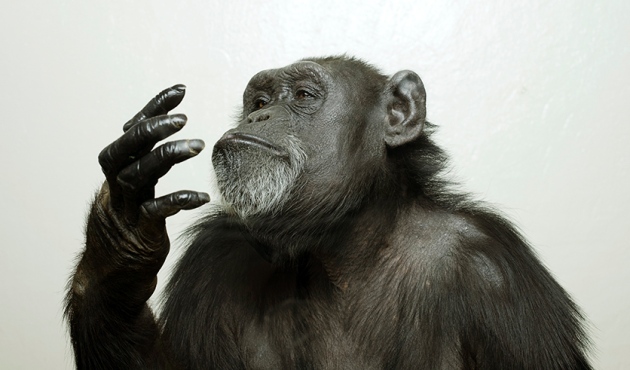 ‘Digital chimp’ trove preserves brains of retired apes