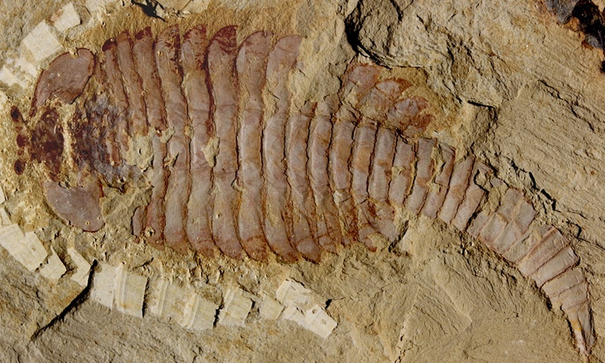 Ancient arthropod brains surprise paleontologists