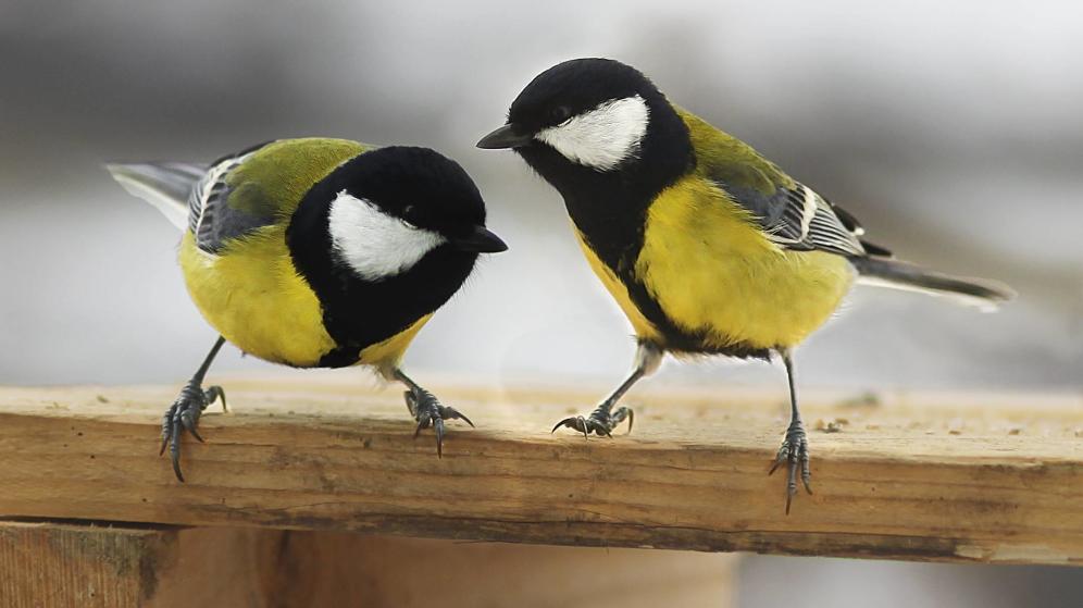 Los pájaros ‘enamorados’ prefieren estar con su pareja antes que comer