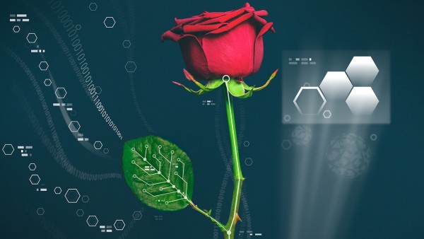 In electrifying advance, researchers create circuit within living plants