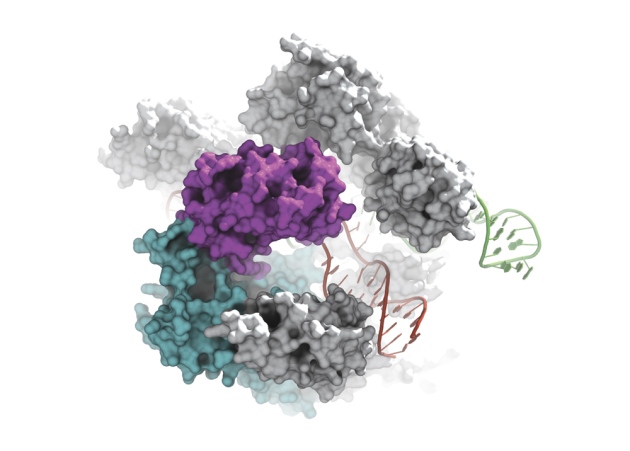 Biologists create more precise molecular scissors for genome editing