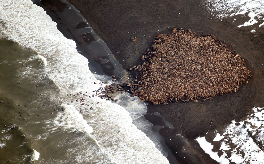 What Climate Change Looks Like: Walrus Crowding