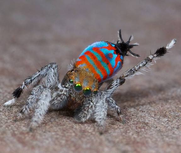 Meet 2 New Spider Species: ‘Skeletorus’ and ‘Sparklemuffin’