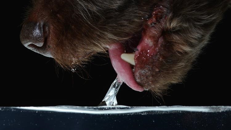 Fluid dynamics on four legs: The brilliance of how dogs drink