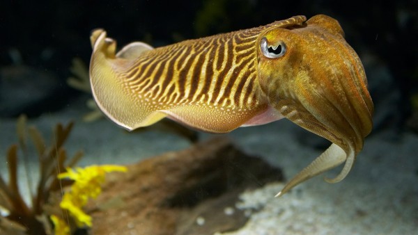 When cuttlefish hold their breath, they become nearly invisible to sharks