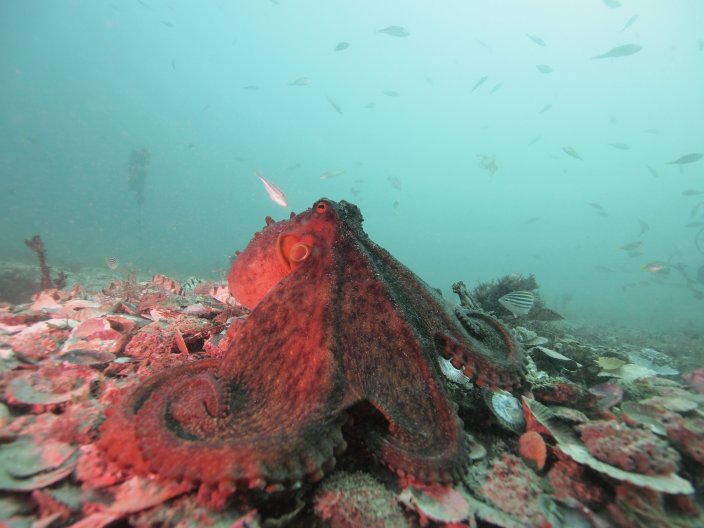 Octopuses more social than thought