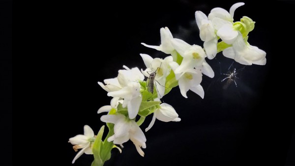 Orchids give off human ‘body odor’ to attract mosquitoes