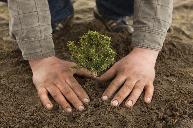 Not all trees are equal in the fight against carbon