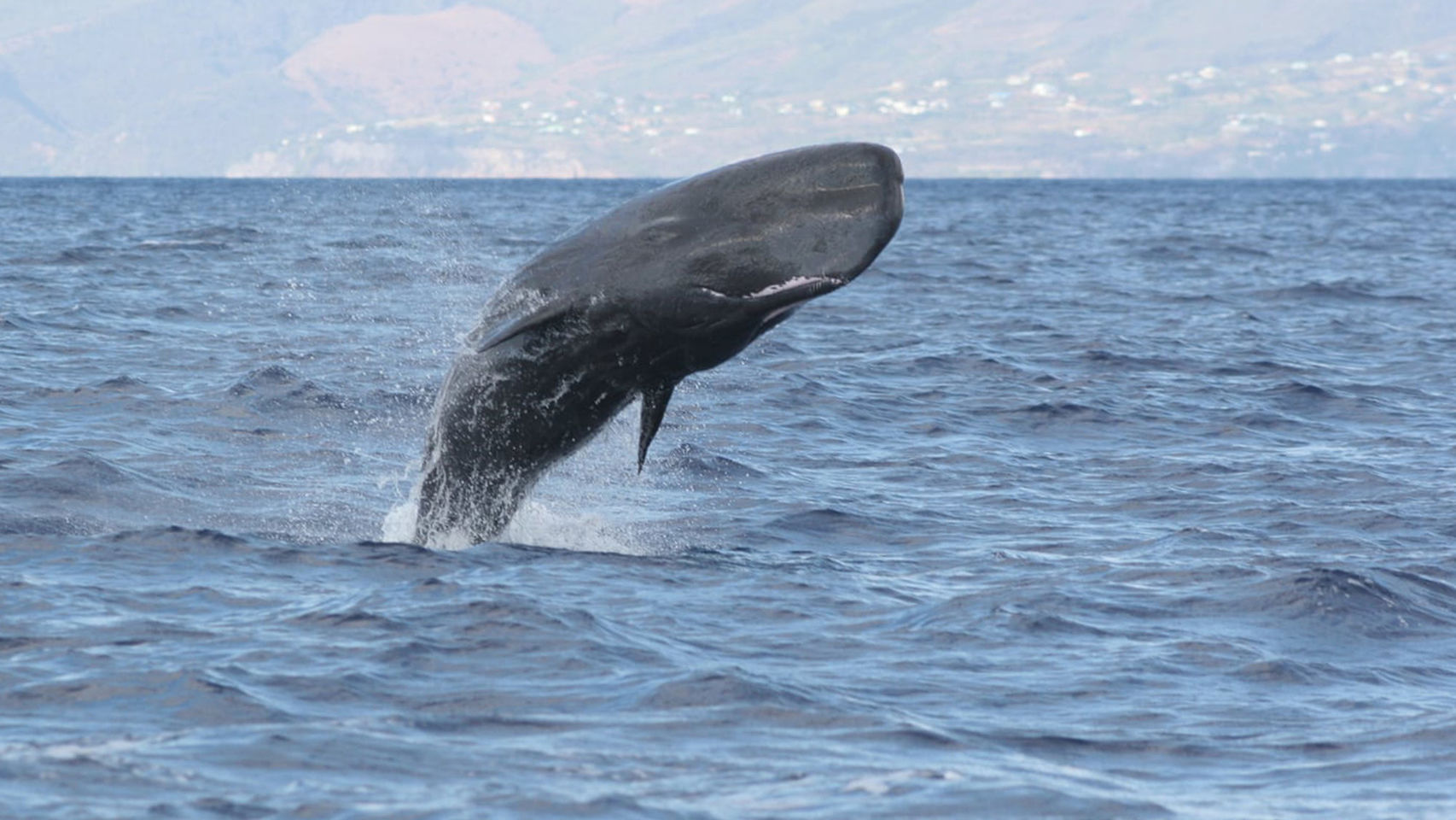 Las ballenas caribeñas cantan el chachachá