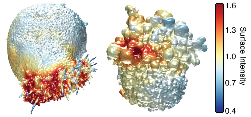 Un microscopio 3D desvela detalles de las células cancerosas