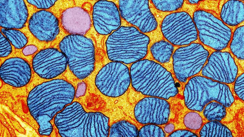 Oxygen deprivation counters deadly mitochondrial disease in animals