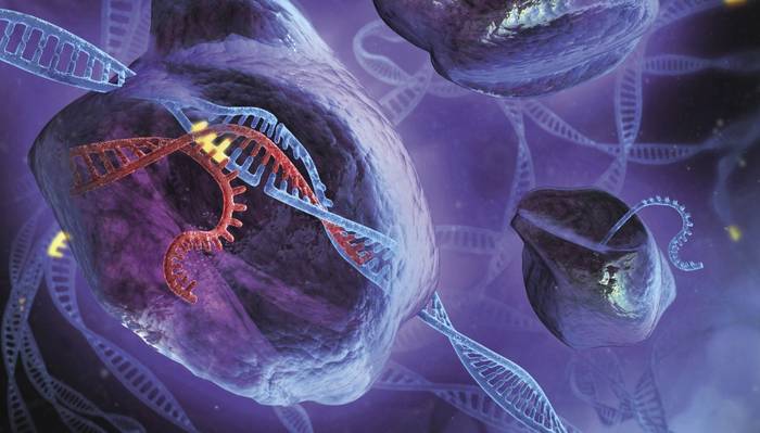 CRISPR, genoma editatzeko teknika: onurak eta kezkak