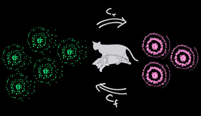 ¿Hasta qué punto el gato de Schrödinger está vivo y muerto?