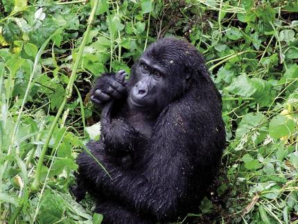 Hominidoak ala homininoak, zer gara gu?