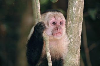 Monkey teeth tell tale of ancient migration