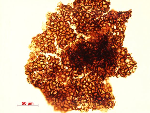 Complex life on Earth began billion years earlier than previously thought