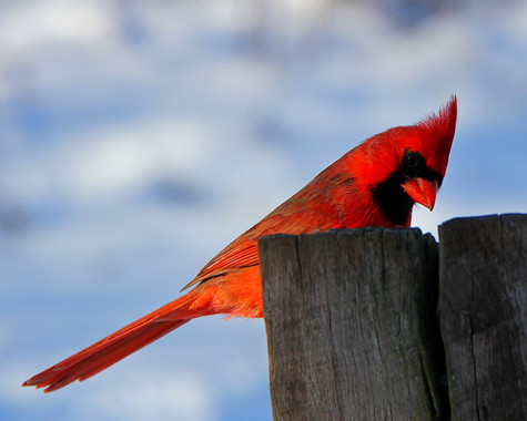 Resuelto el misterio genético de los pájaros rojos