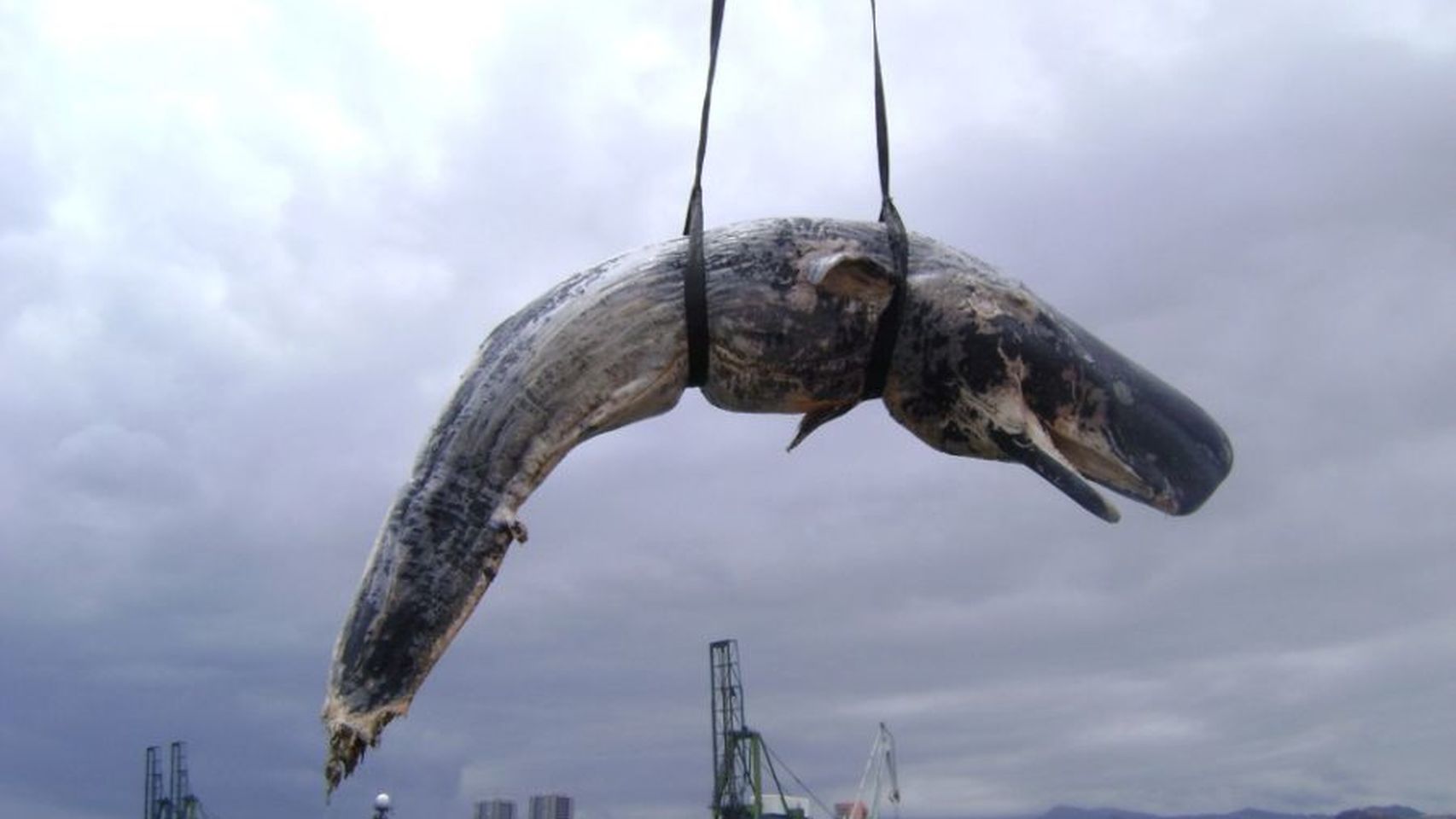 SOS por los cetáceos en Canarias