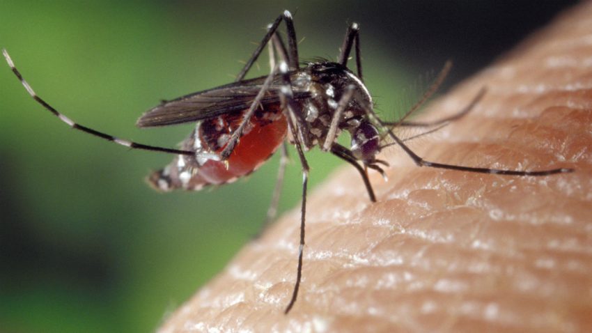 Top mosquito suspect found infected with Zika