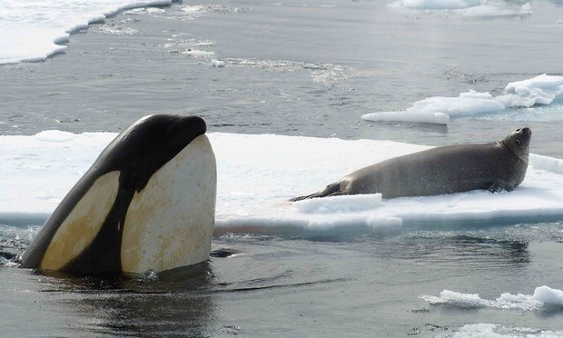 Secrets of killer whale evolution revealed by genetic study