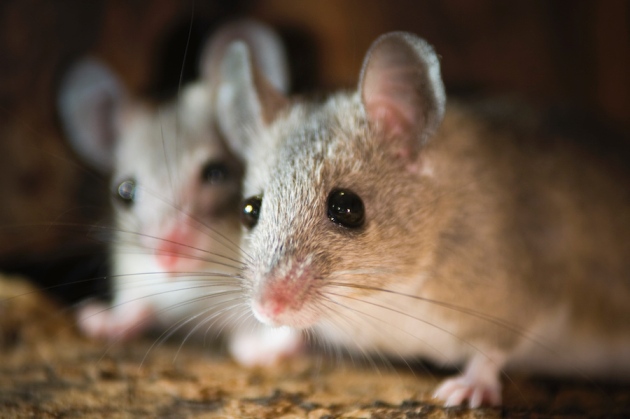 First rodent found with a human-like menstrual cycle