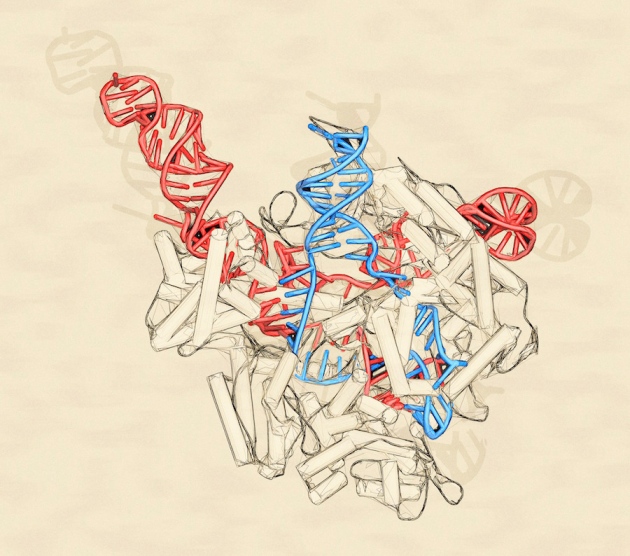 CRISPR gene-editing system unleashed on RNA