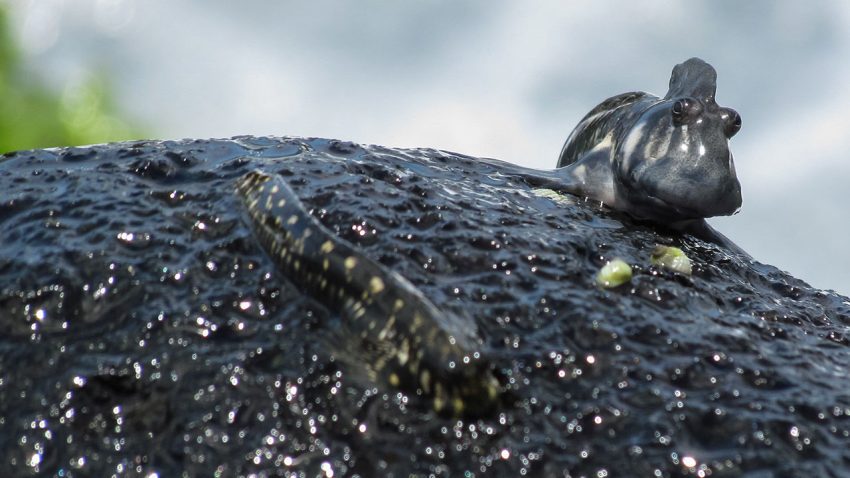 Fish may have evolved to live on land more than 30 times