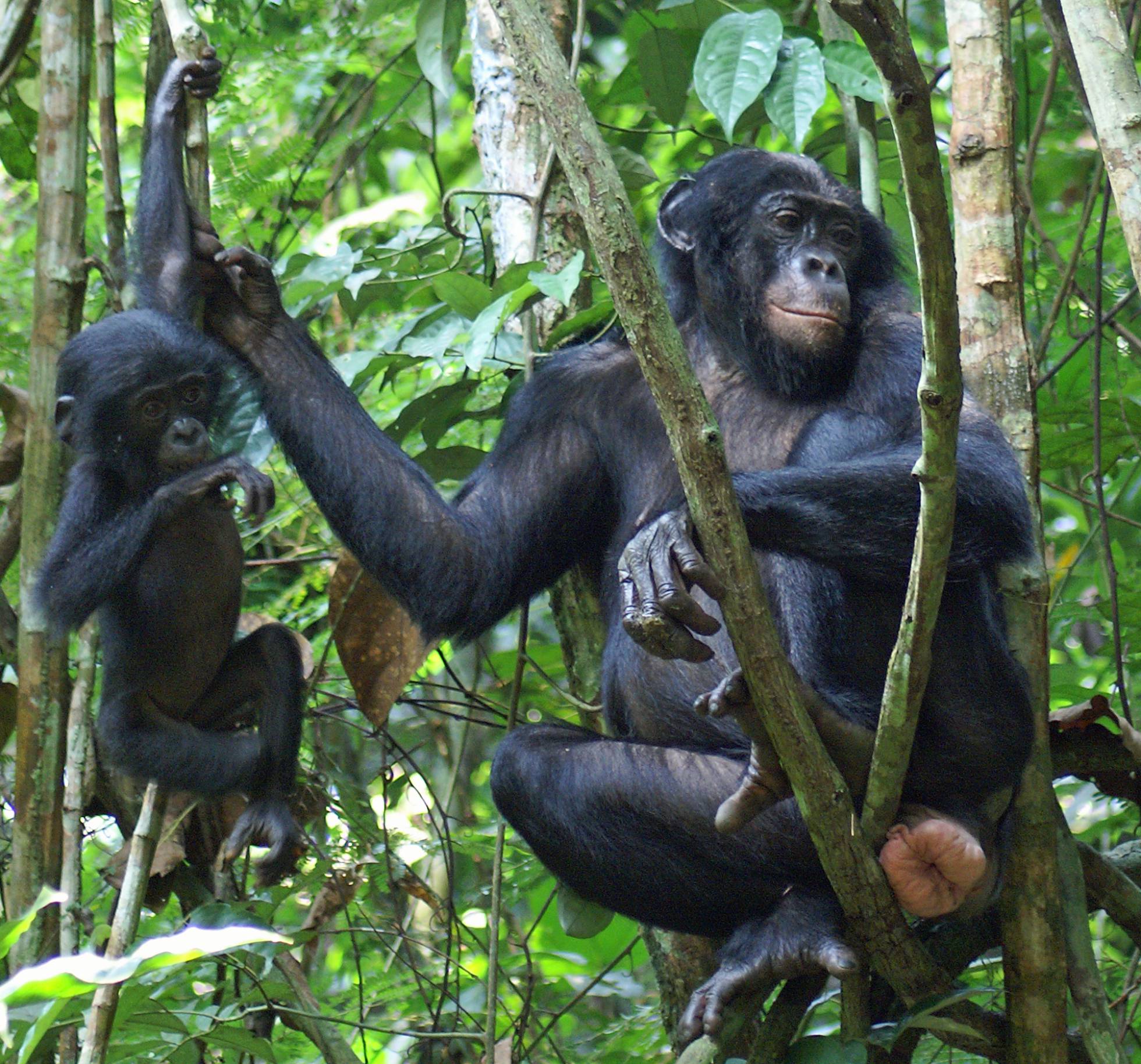 El sexo de los bonobos es una lotería