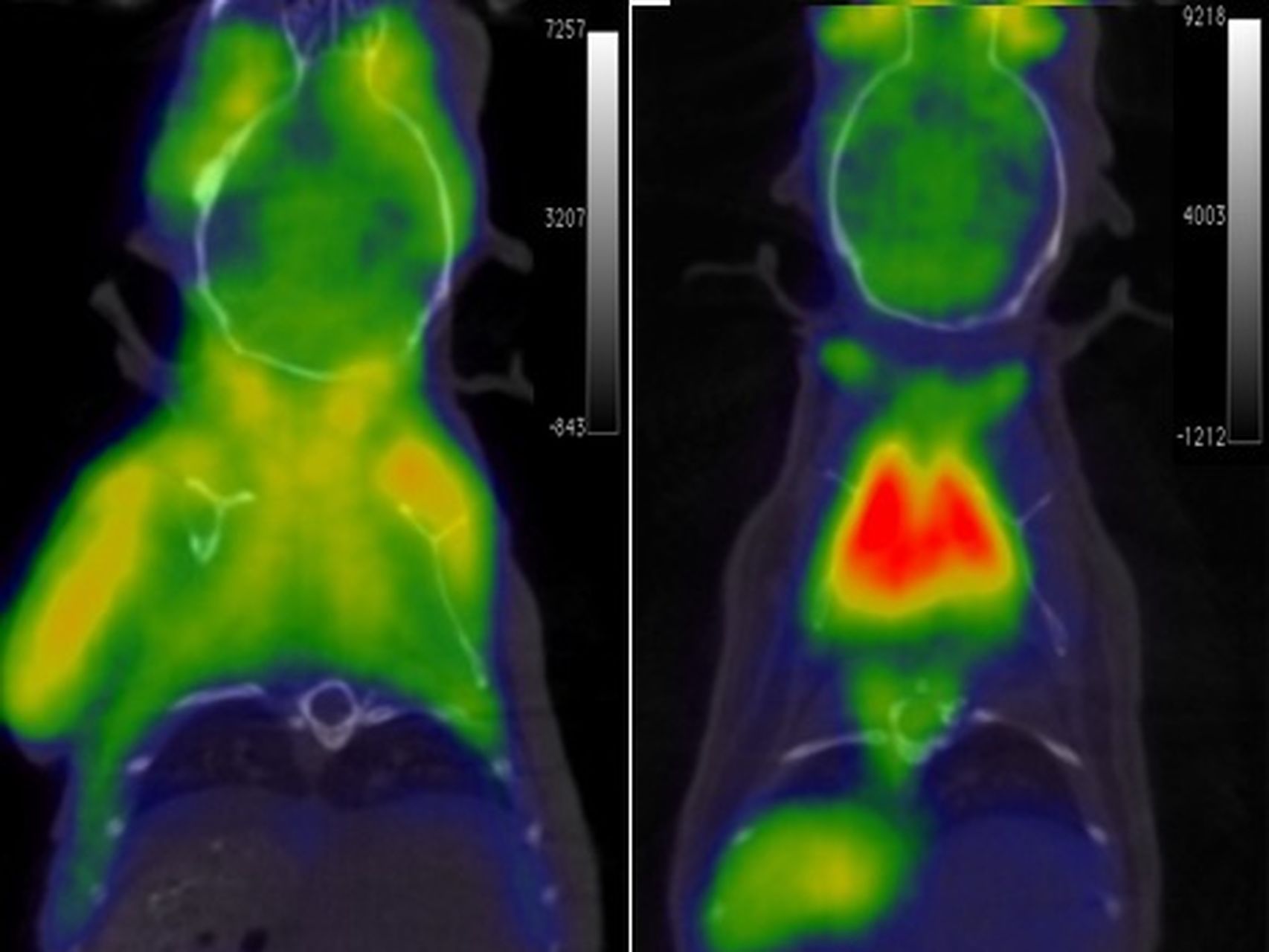 El mini fragmento de ADN que afecta al envejecimiento