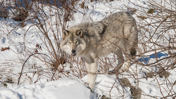 How do you save a wolf that’s not really a wolf?