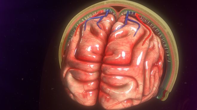 Los misteriosos “nuevos” vasos sanguíneos de nuestro cerebro de los que no se tenía idea de su existencia