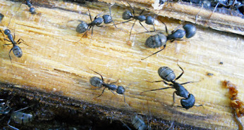 [:en]Forest test reveals climate warming effect on ant Game of Thrones[:]
